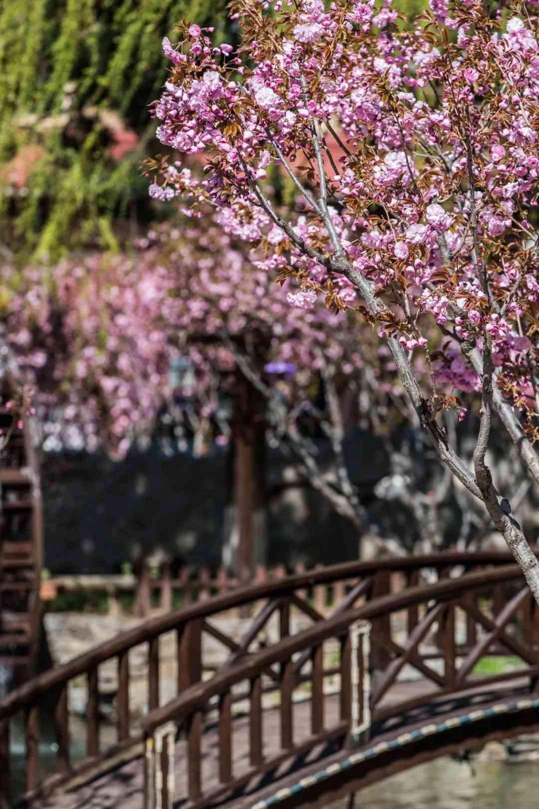 观冰河赏春花，这个景区可赏两季景色