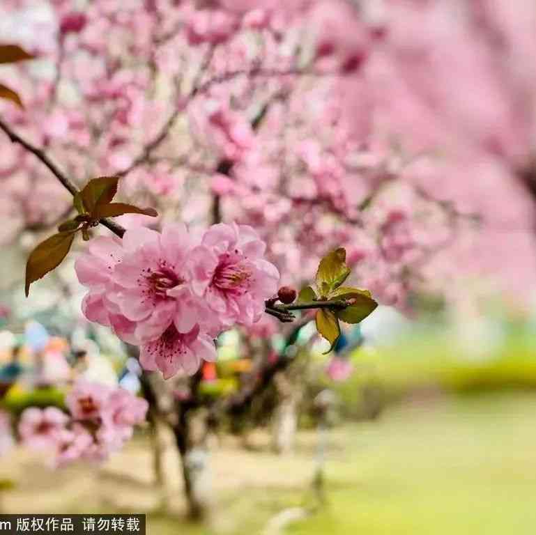 观冰河赏春花，这个景区可赏两季景色